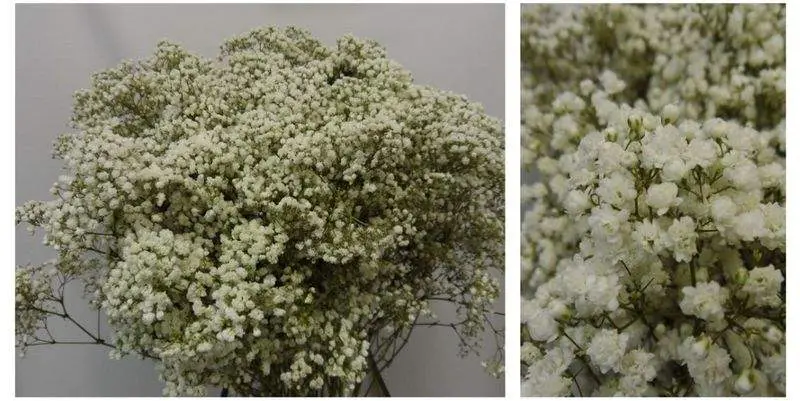 Эсмеральда Дабл Тайм