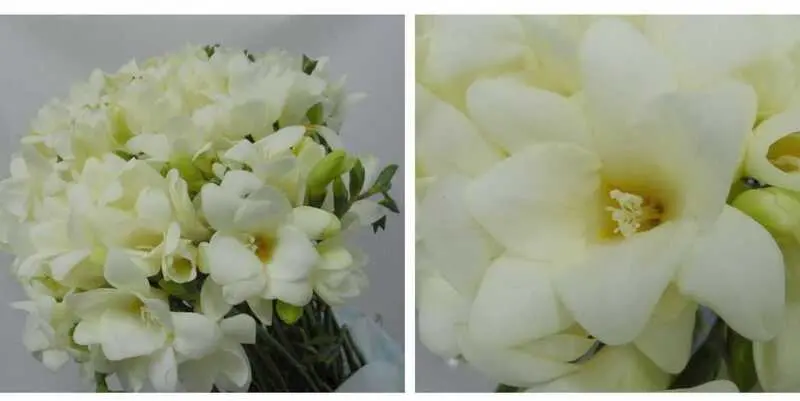 Фрезия Абрассадор