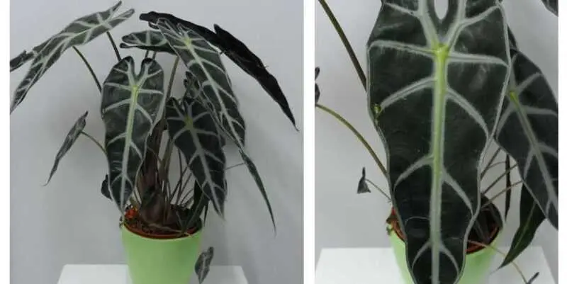 Алоказия Бамбино Арроу Д12