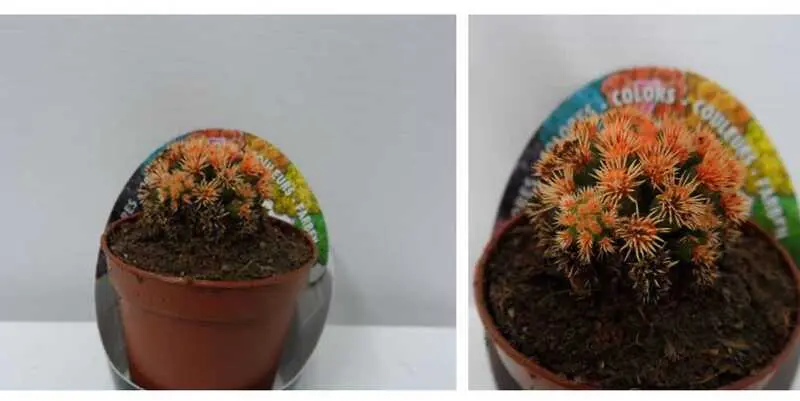 Кактус Оранж Д5