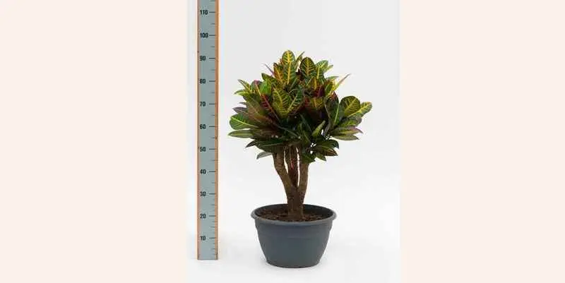 Кодиум Петра