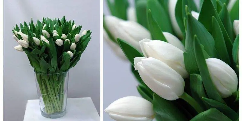 Роял Вирджин