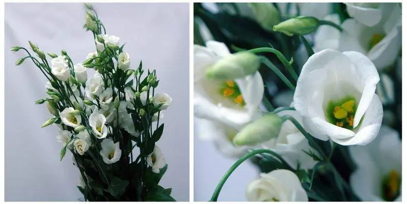 Пикколо Белый (75)