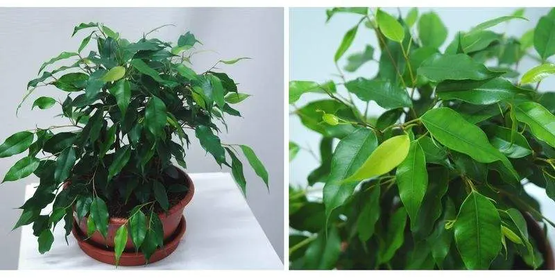 Фикус Бенжамина Наташа Д17 Н25