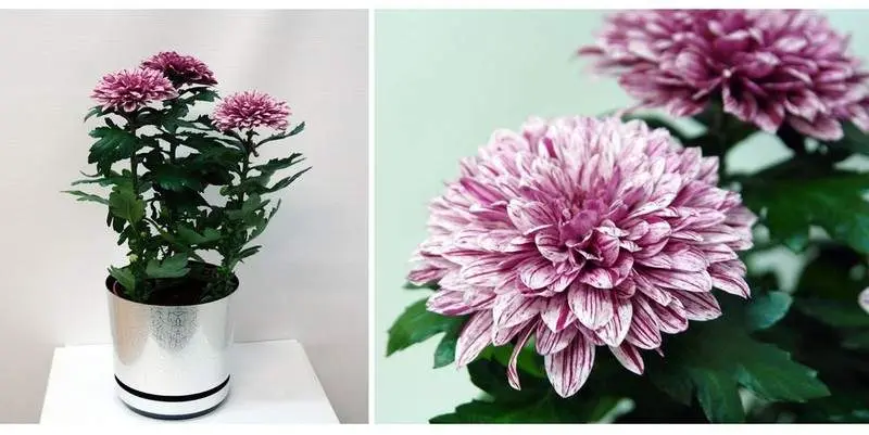 Хризантема Зембла Вип Д12