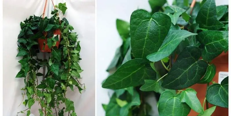 Хедера Хеликс Грин Риппли Д12 Н35