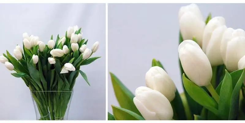 Тюльпан Силения